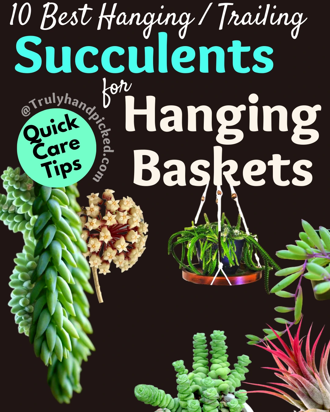 Best Trailing Succulents for Your Hanging Planters