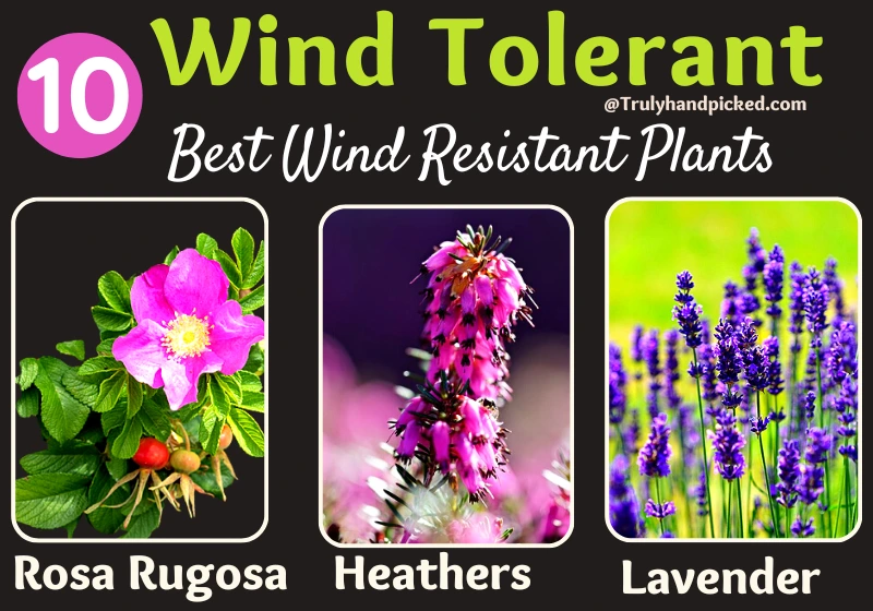 Best Wind Tolerant Plants Heathers Rosa Rugosa Lavender