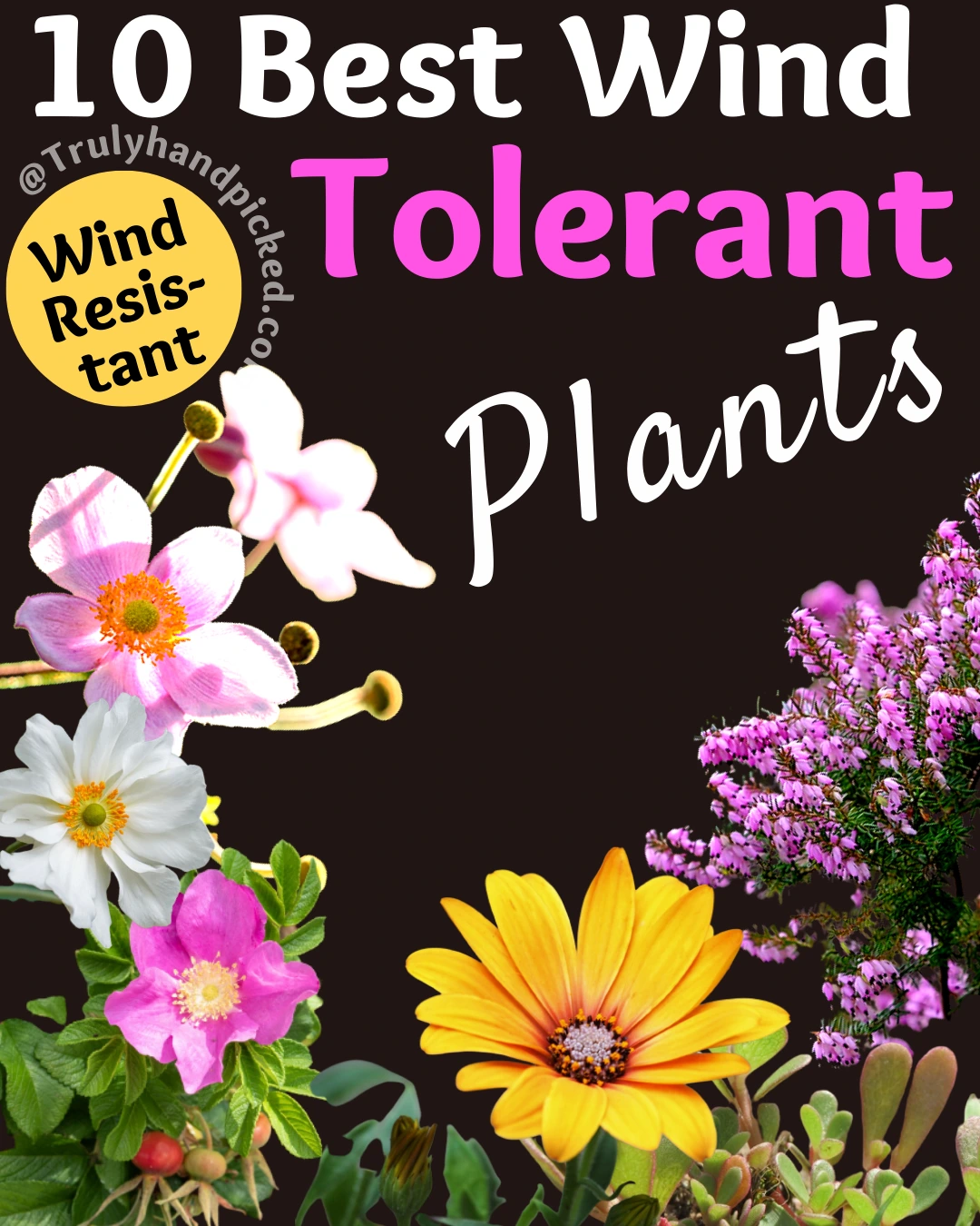 Best Wind Tolerant and Drought Resistant Plants for Your Garden