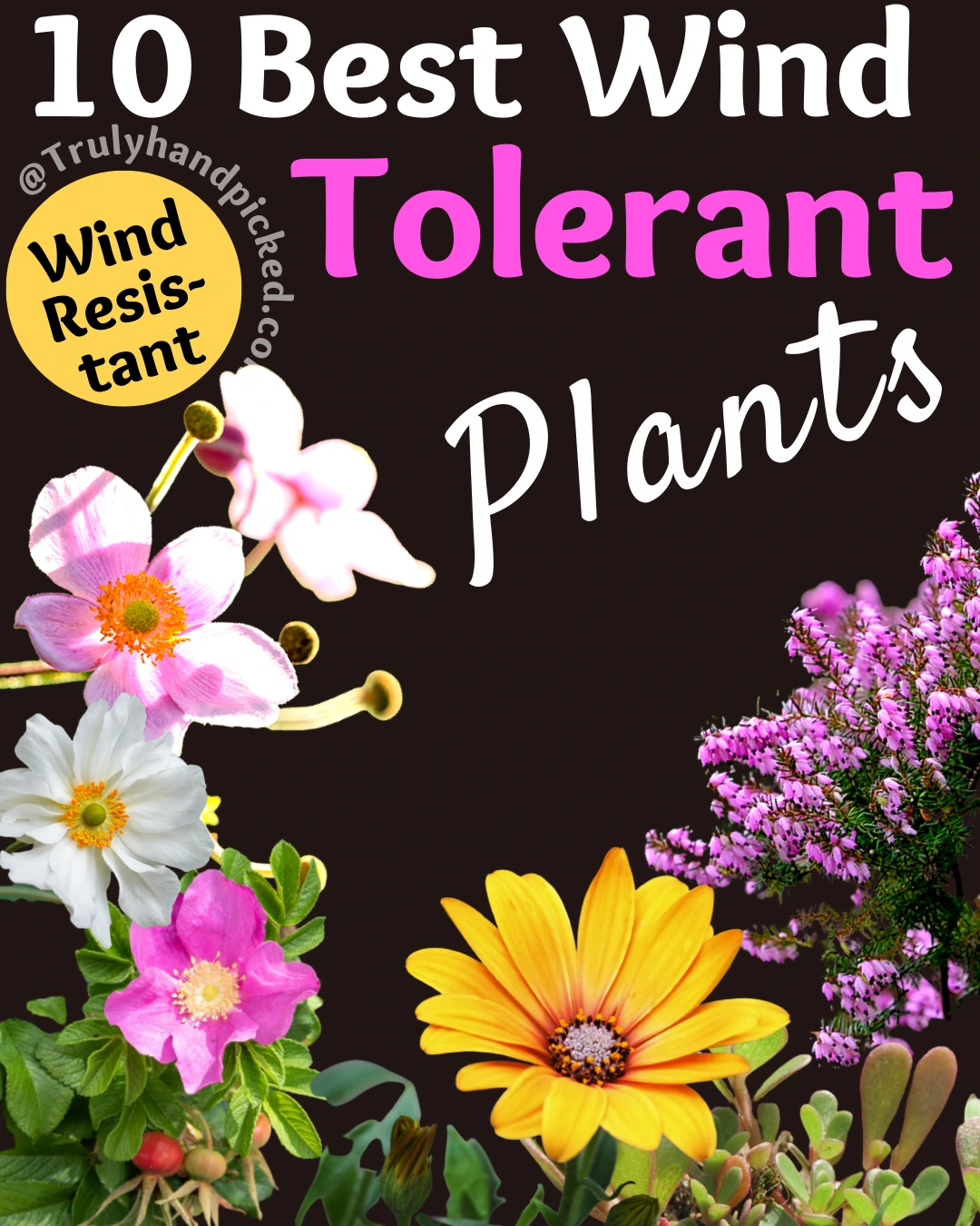 Windy Garden? These WindTolerant Plants & Flowers Will Do