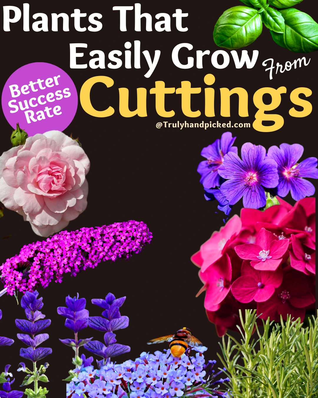 Best and easy plants to grow from cuttings in soil and water