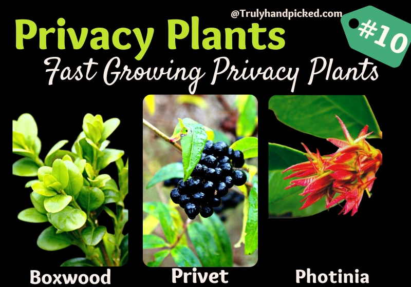 Boxwood Privet and Photinia for Privacy Plants and Trees