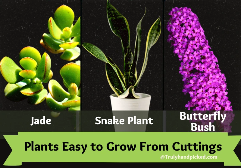 Butterfly Bush Jade Snake Plant Easy to Grow From Cuttings