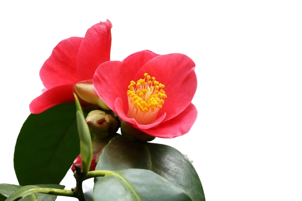 Camellia Fast Growing Flowering Plant for Garden Hedge