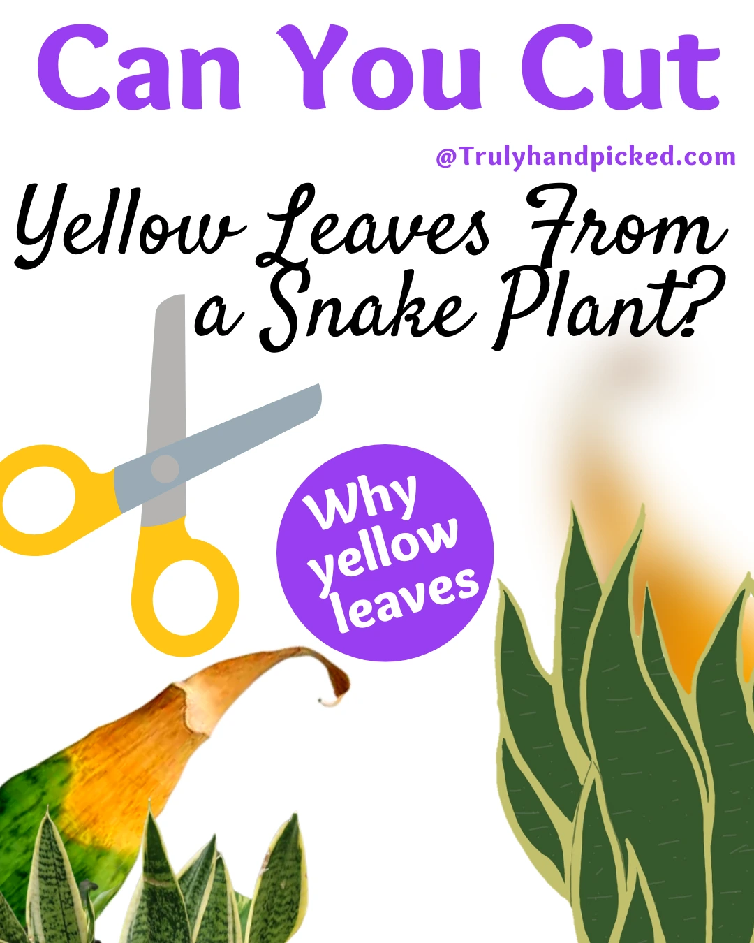Can You Cut Yellow Leaves From a Snake Plant