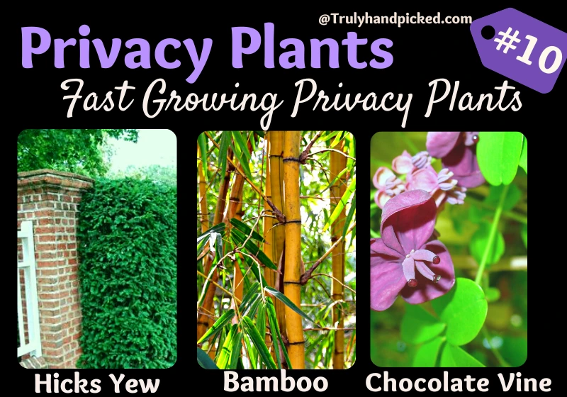 Chocolate Vine Bamboo Hicks Yew Plants for Yard Privacy