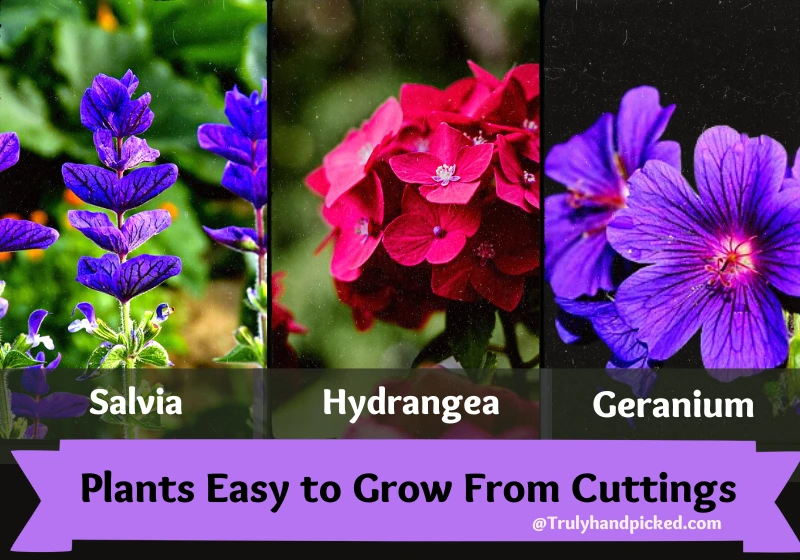 Easy to grow from cuttings 1 Salvia 2 Hydrangea 3 Geranium