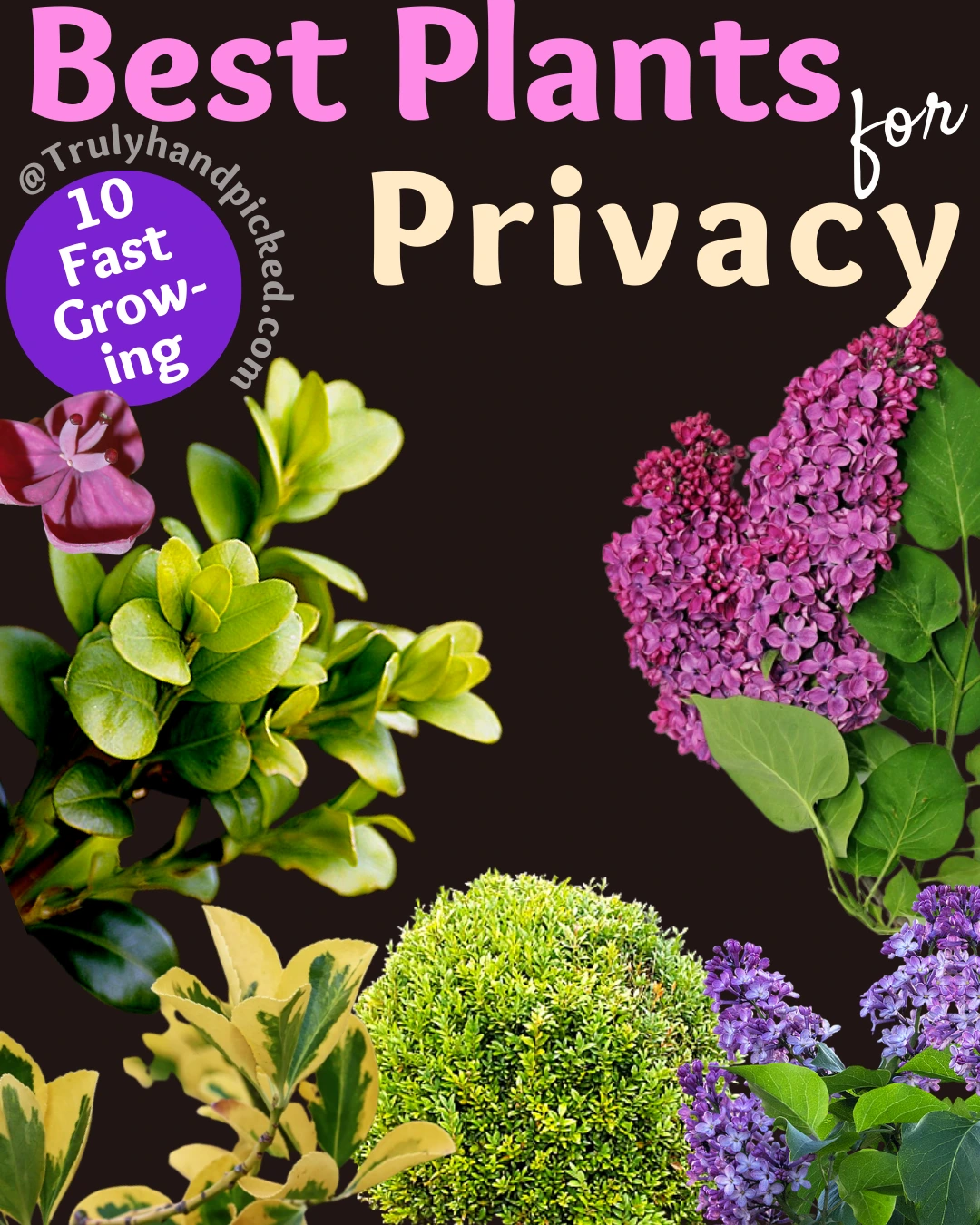 Fast Growing Privacy Plants and Trees for Your Yard