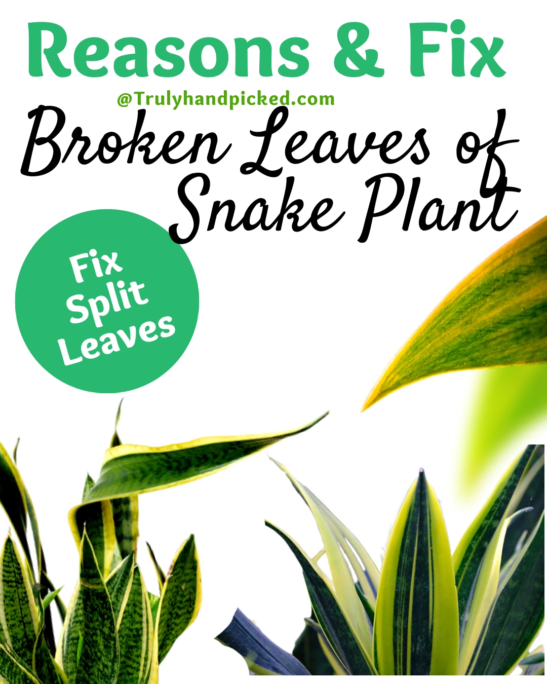 Fix Broken Leaves of Snake Plant Reasons and Fix