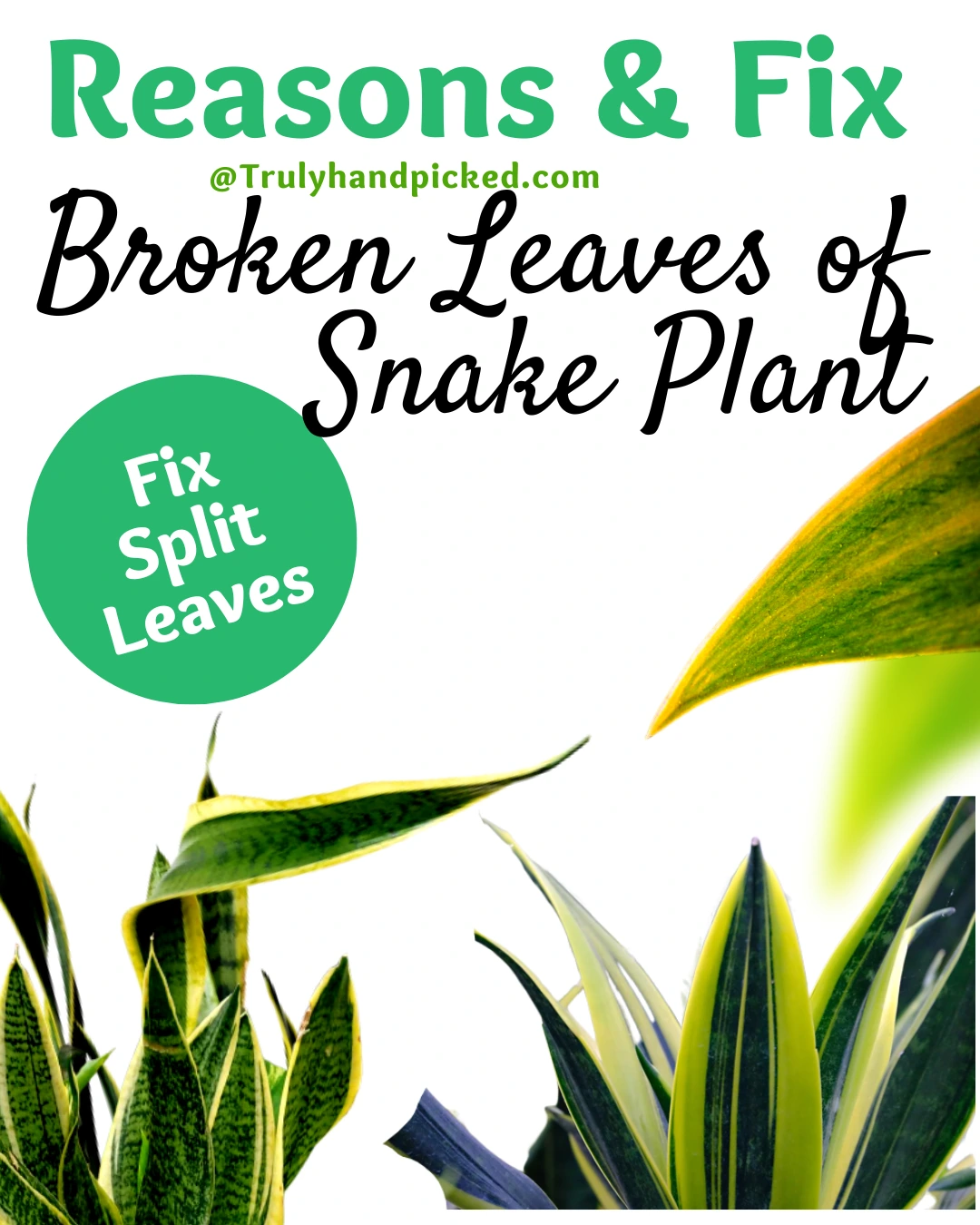 My Snake Plant Leaves are Yellow and Broken (Reasons and Fix)