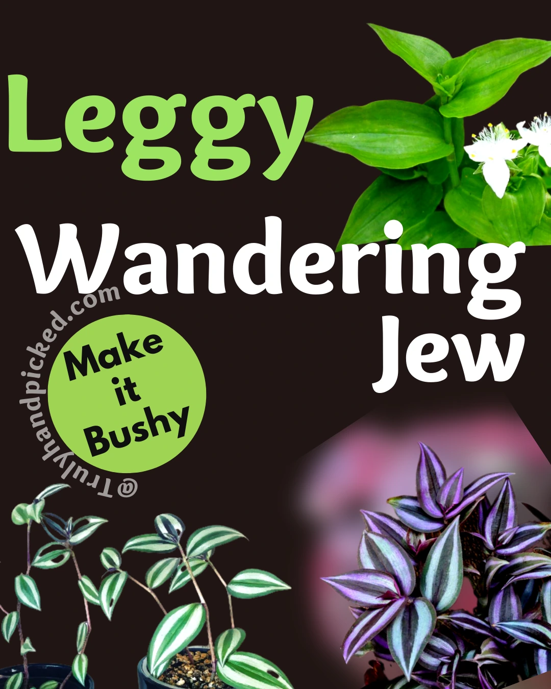 Fix Leggy Wandering Jew Make It Bushy