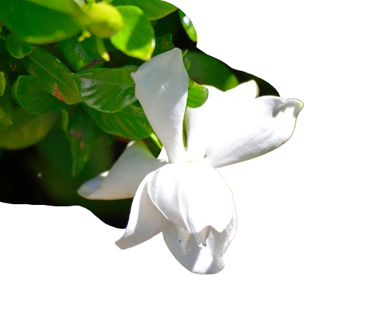 Gardenia Plant to Grow From Cuttings