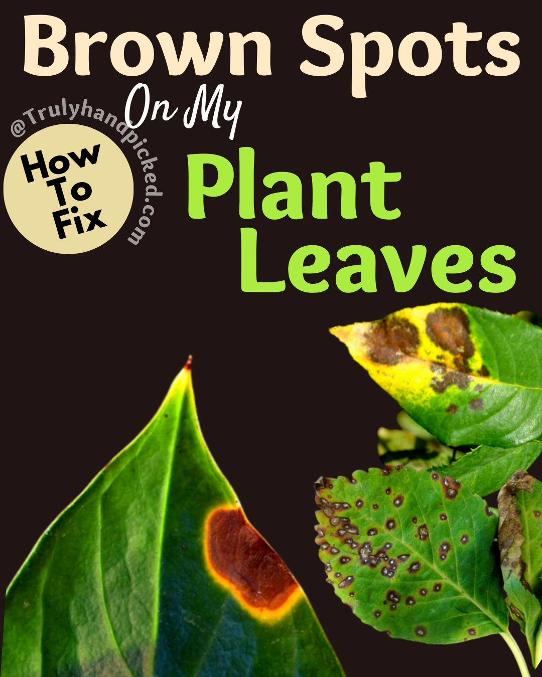 How to fix brown spots on my plant leaves