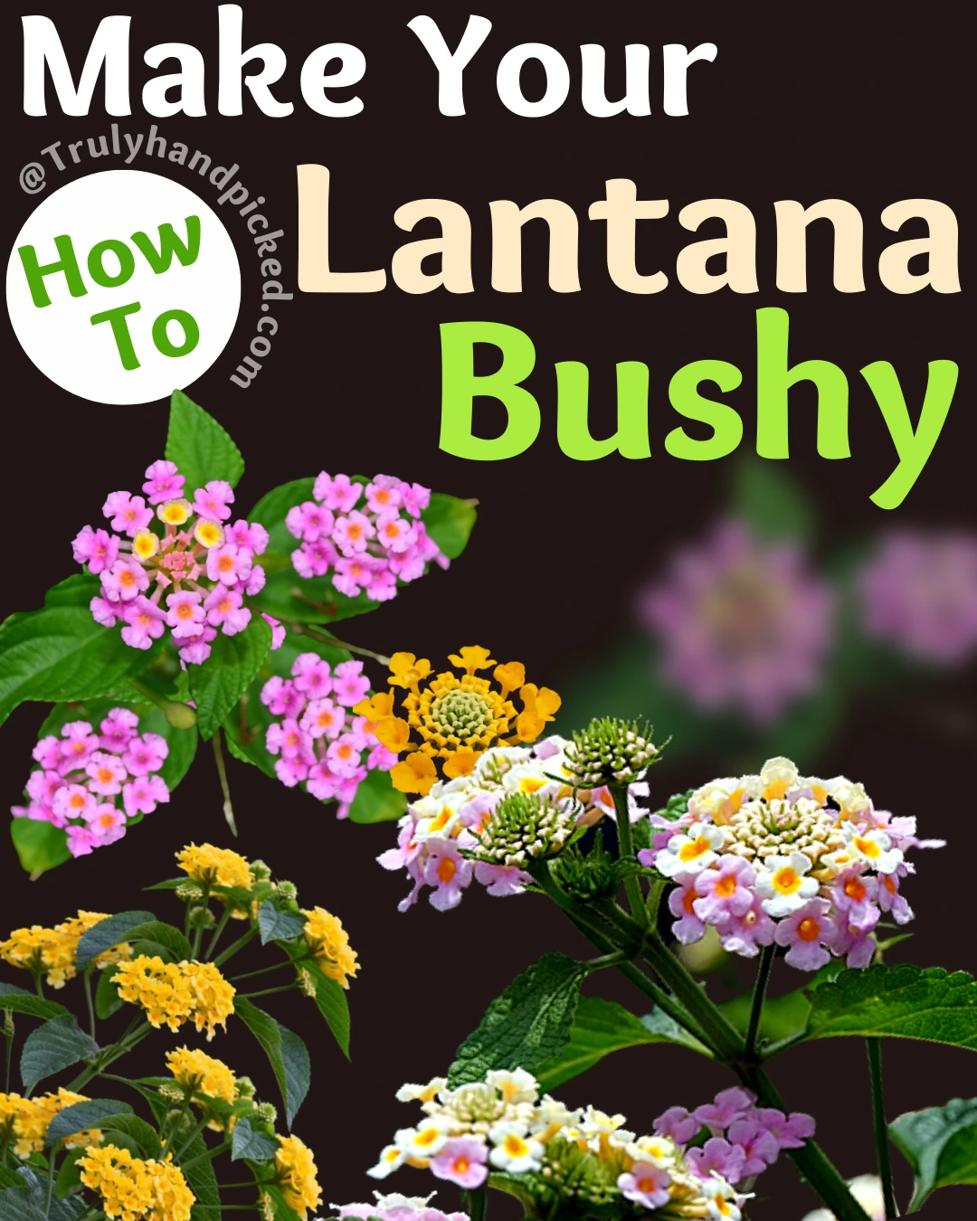 How to make your lantana bushy and why to deadhead lantana