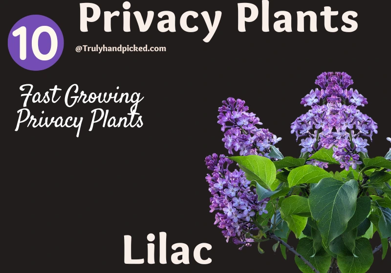 Lilac Beautiful Privacy Plant for Your Garden