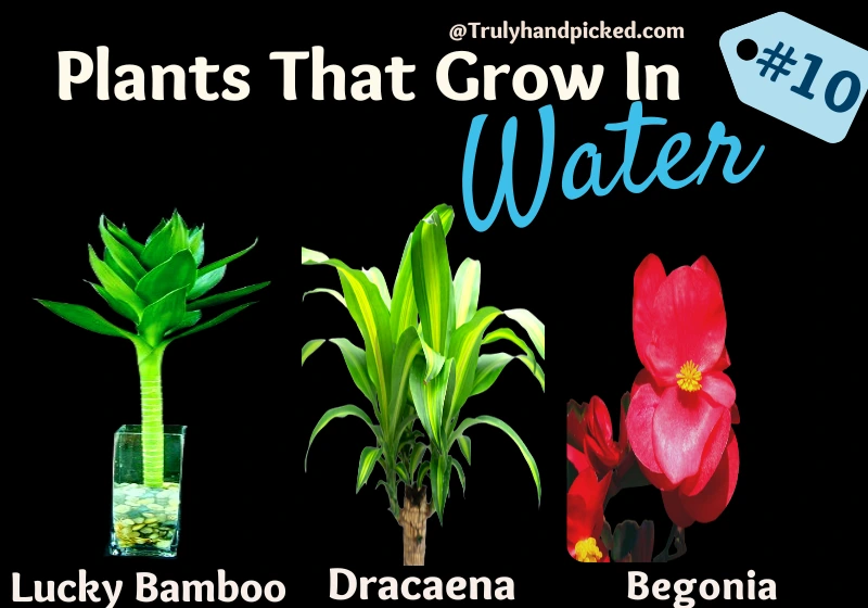 Lucky Bamboo Dracaena Begonia Indoor Plants That Grow in Water
