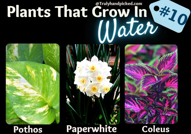 Pothos Coleus Paperwhite Plant Houseplants That Grow in Water