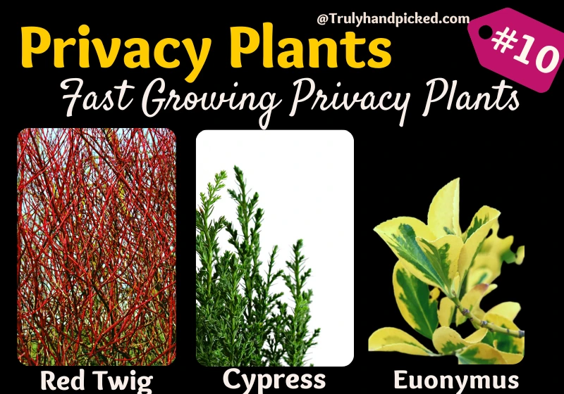 Privacy Plants and Trees for Yard Cypress Euonymus Boxwood