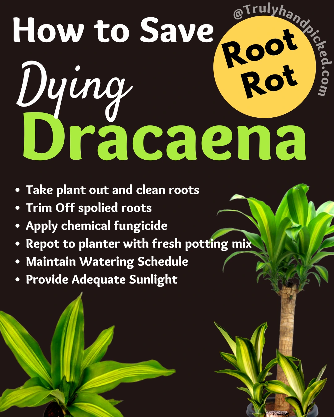 Quick tips to prevent root rot and save a dracaena from root rot