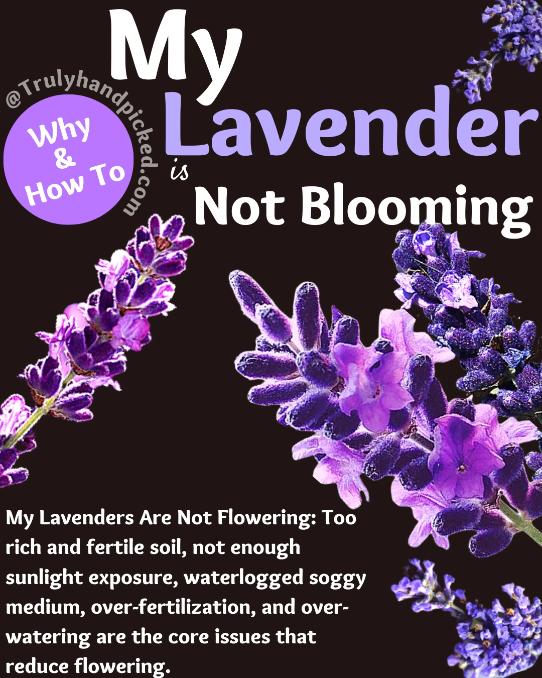 Reasons and Fix Why My Lavender is Not Flowering