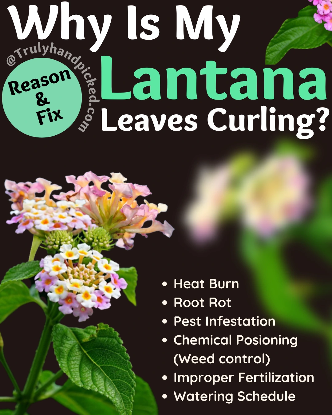 Reasons and fix for why your lantana leaves are curling