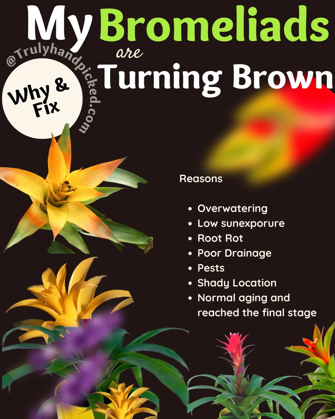 Reasons and fix why my bromeliads are turning brown