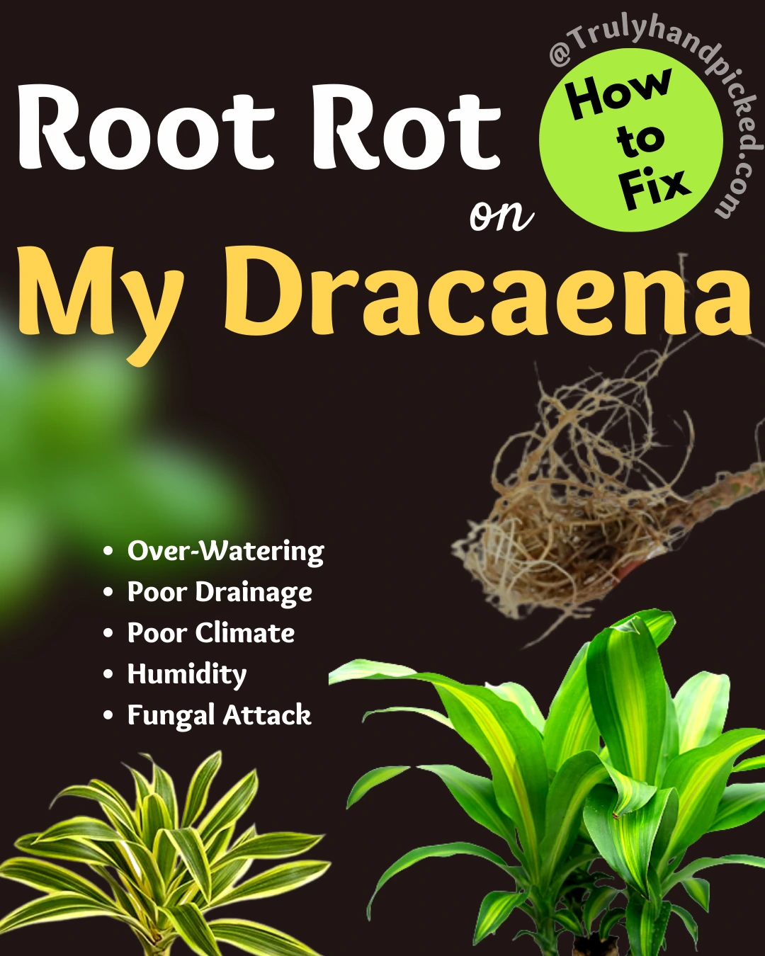 Reasons for Root Rot on My Dracaena Plant - How to Fix