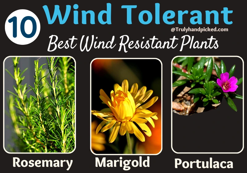 Rosemary Marigold Portulaca Plants Are Wind Tolerant and Drought Tolerant