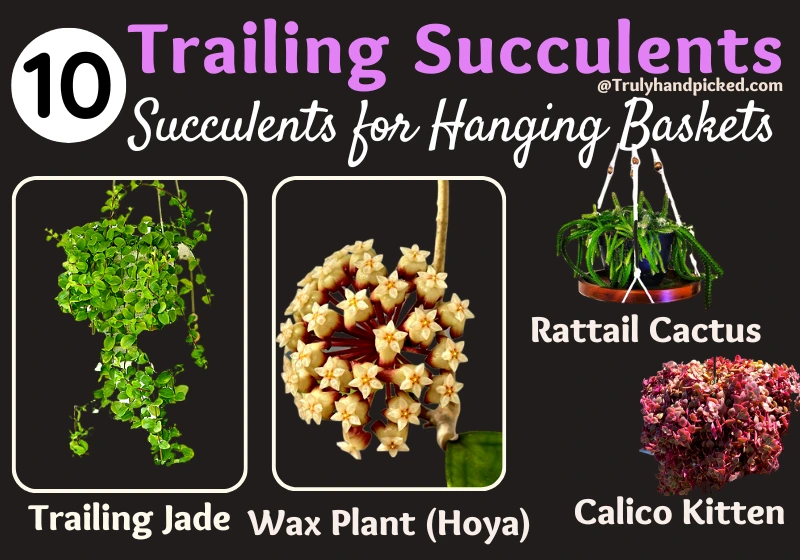 Trailing Jade Wax Plant Hoya Calico Kitten Rattail Cactus Succulents for Hanging Pots
