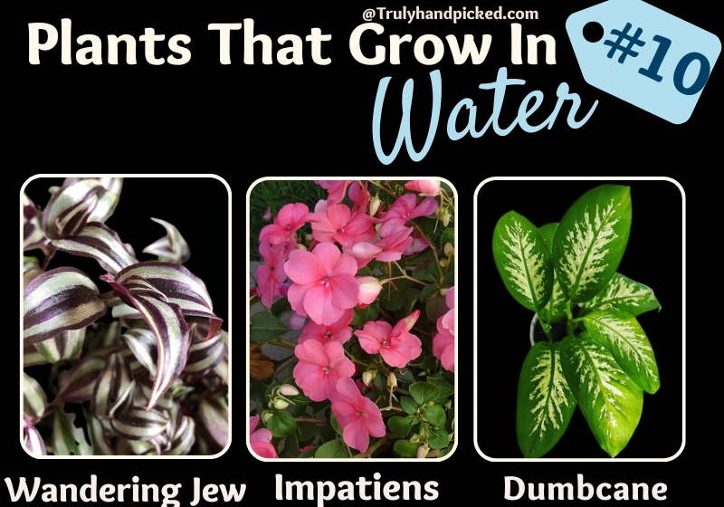 Wandering Jew Impatiens Dumb Cane Indoor Plants Survive in Water