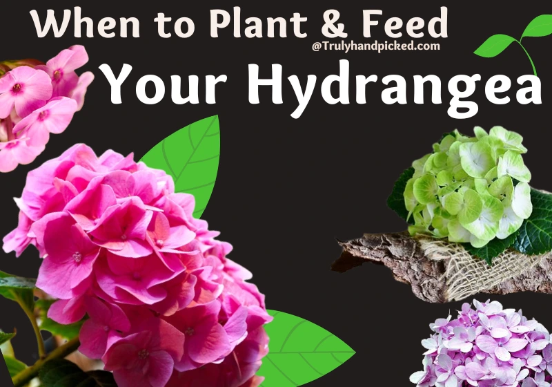 When and How to plant and feed your Hydrangea