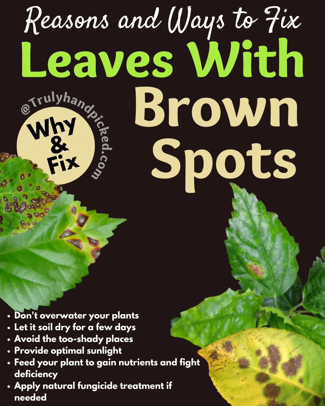 Why Brown Spots on Leaves Quick Tips to Fix