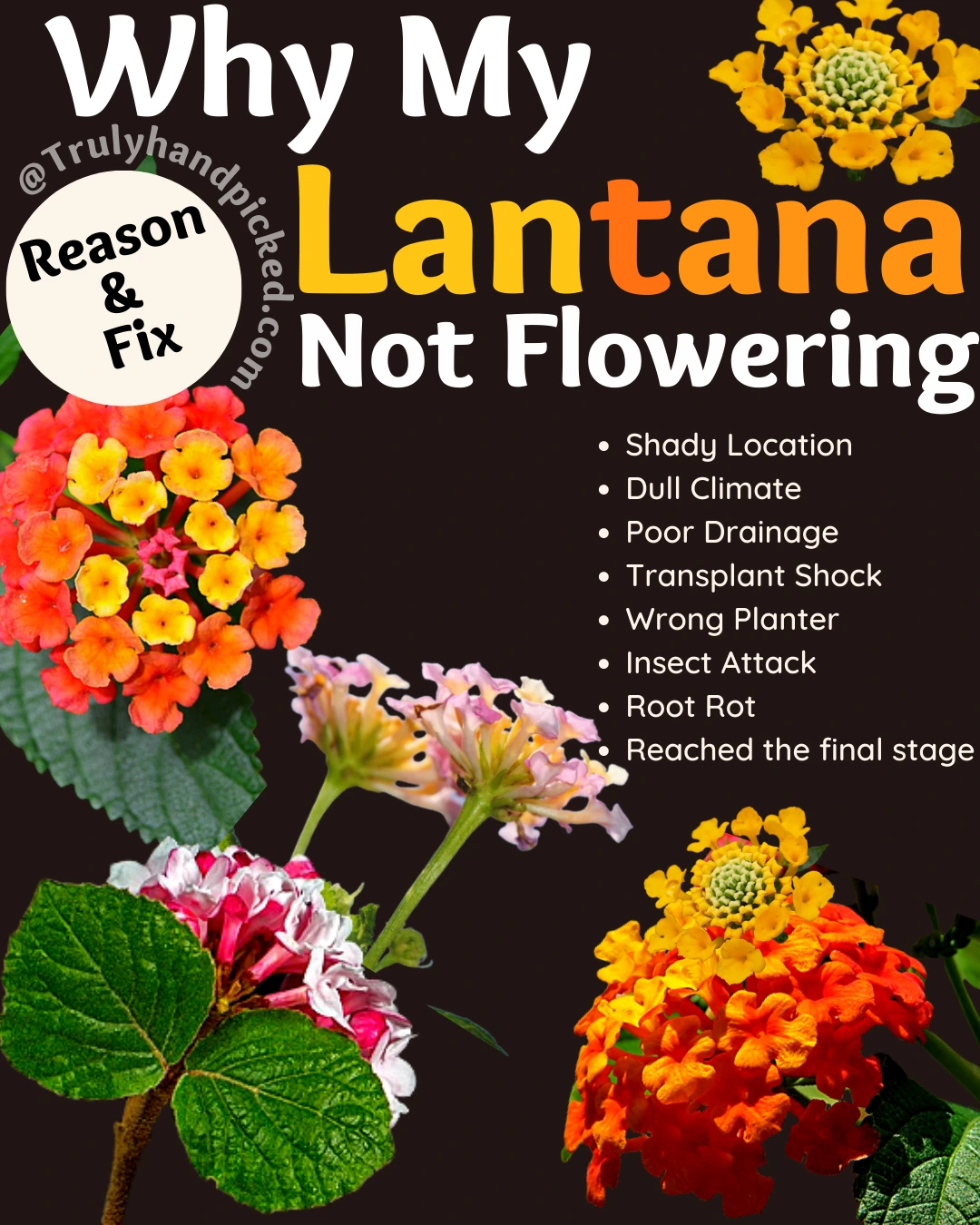 Why Lantana is not flowering reasons and fix for bloom