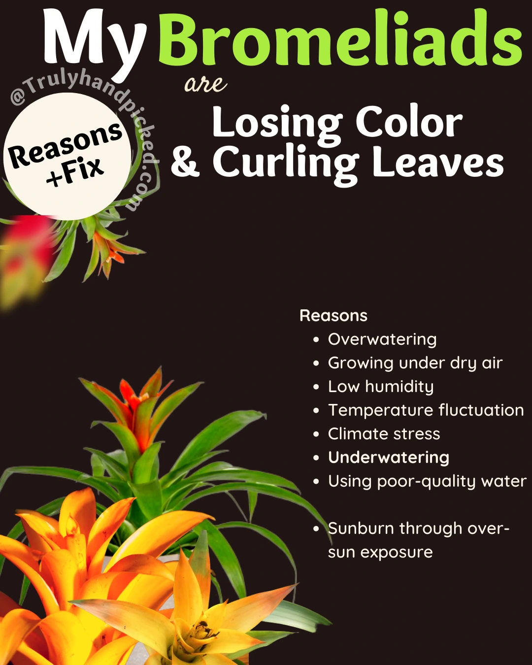 Why My Bromeliads are Losing Colors and Curling Leaves