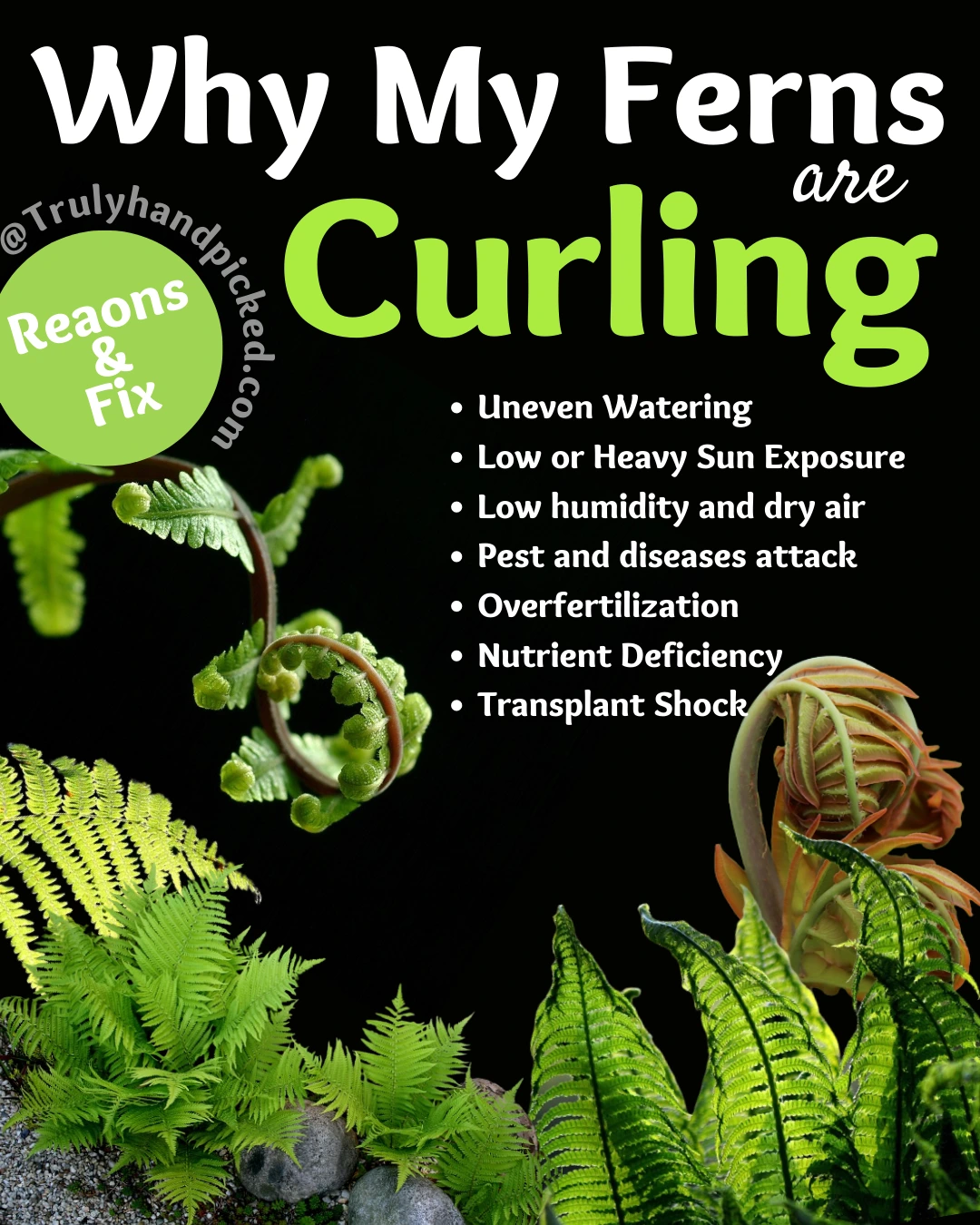 Why My Fern Leaves Are Curling Reasons and Fix