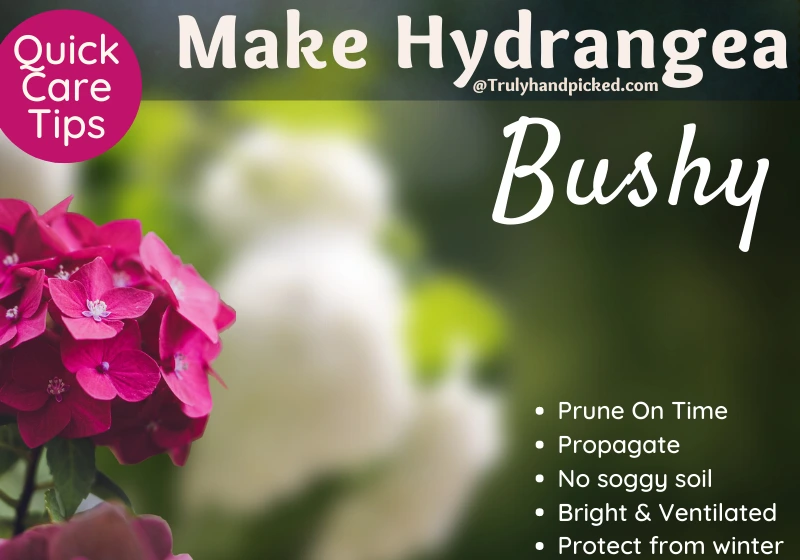 Why My Hydrangea is Leggy How to Make It Bushy