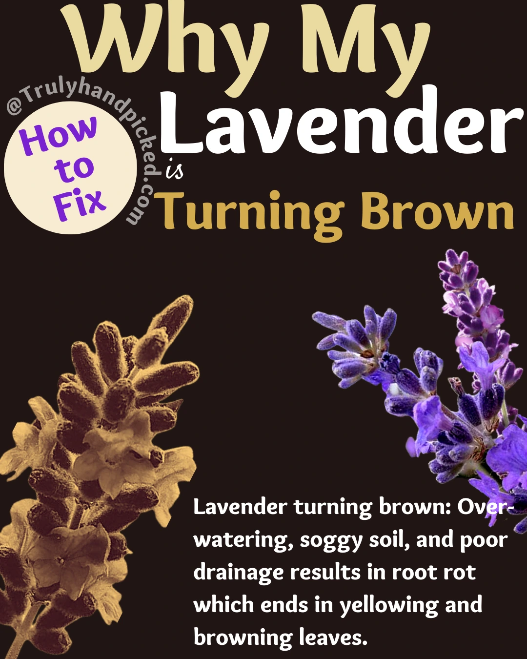 Why My Lavender is Turning Brown How to Fix