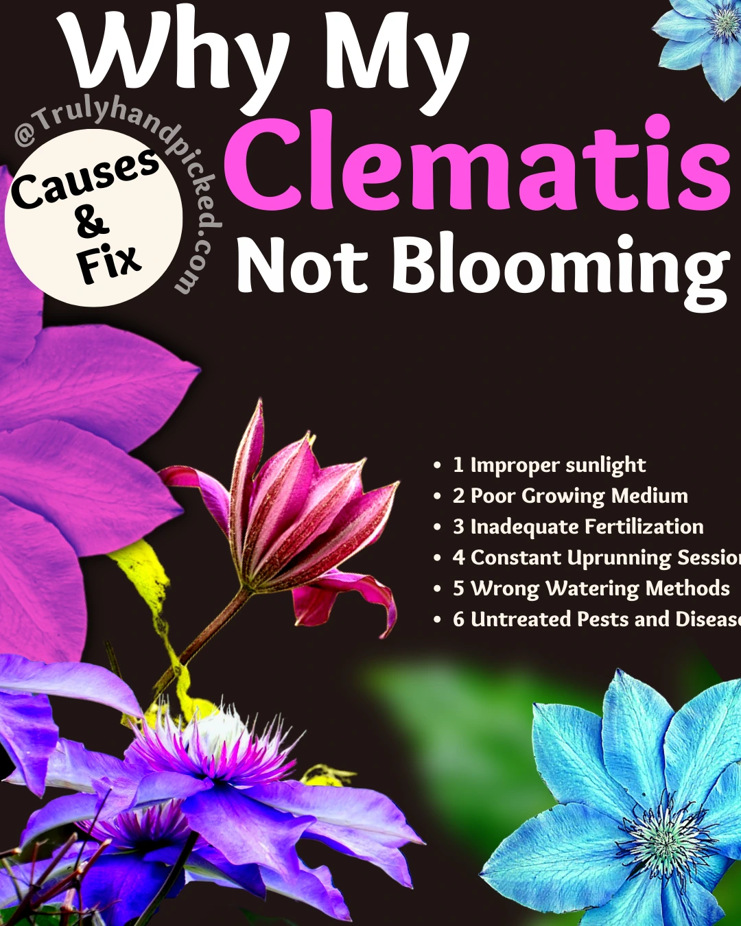 Why my clematis is not blooming reasons and how to fix