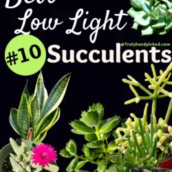 10 Best Low Light Succulents for Indoors and Shade Area Cactus
