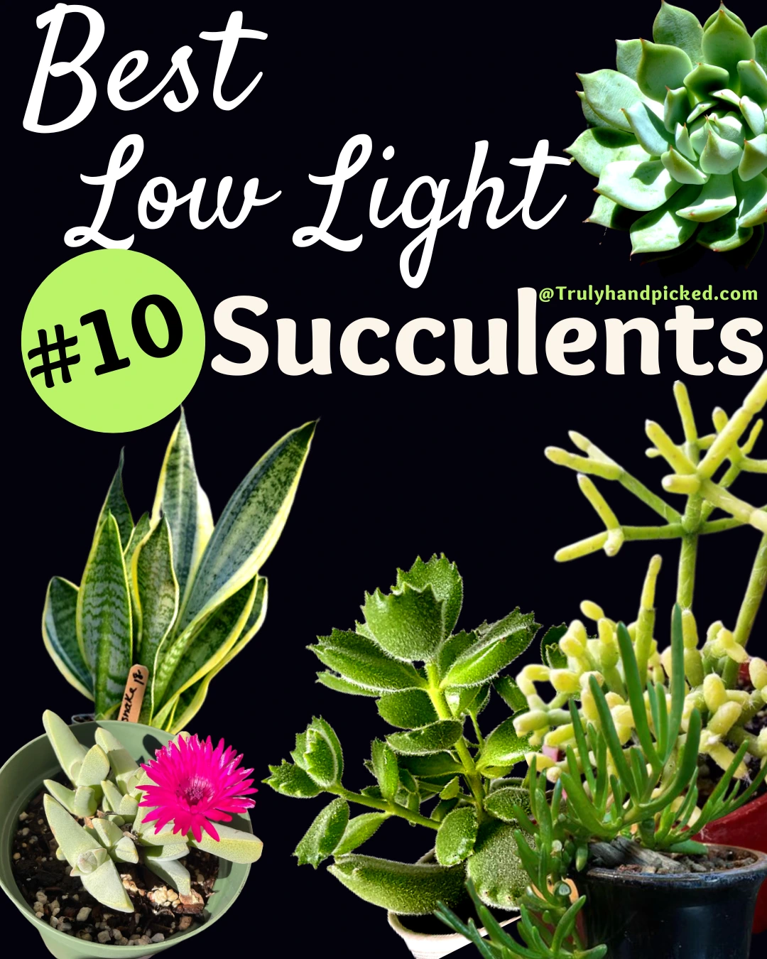 10 Best Low Light Succulents for Indoors and Shade Area Cactus