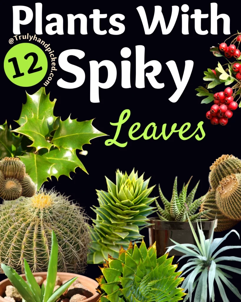12 Best Plants With Spiky Leaves For Indoor and Outdoor Garden Hojas Puntiagudas