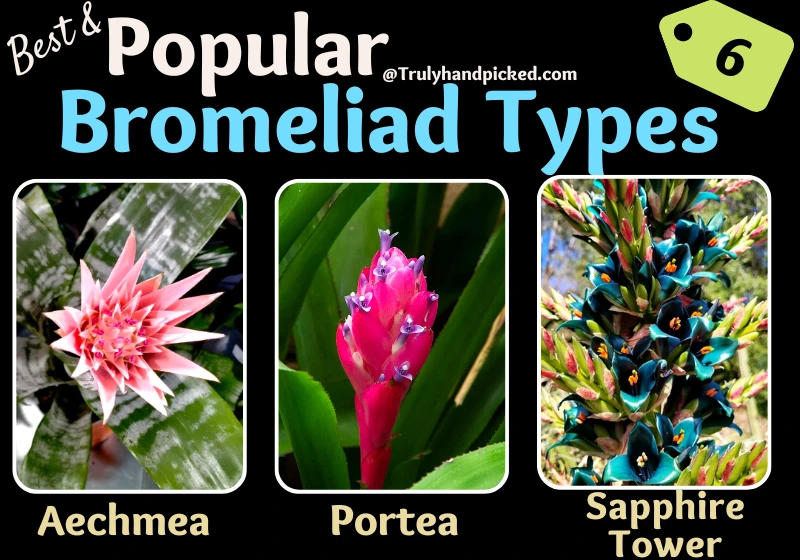 Aechmea Portea Saphire Tower Bromeliads Types for Your Outdoor Garden
