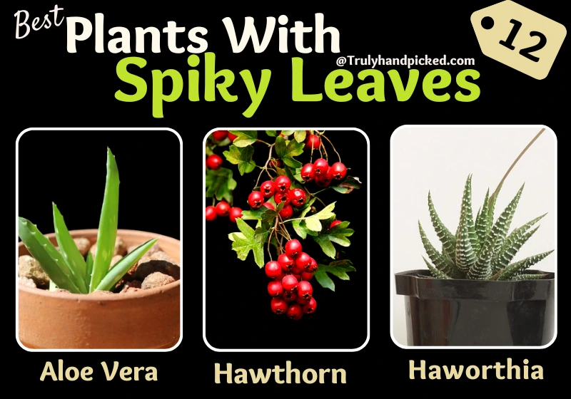 Aloe Vera Hawthorn Haworthia Plants With Spiky Leaves for Indoors and Outdoor