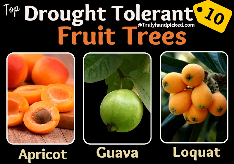 Apricot Guava Loquat Fruit Trees That Are Drought Tolerant