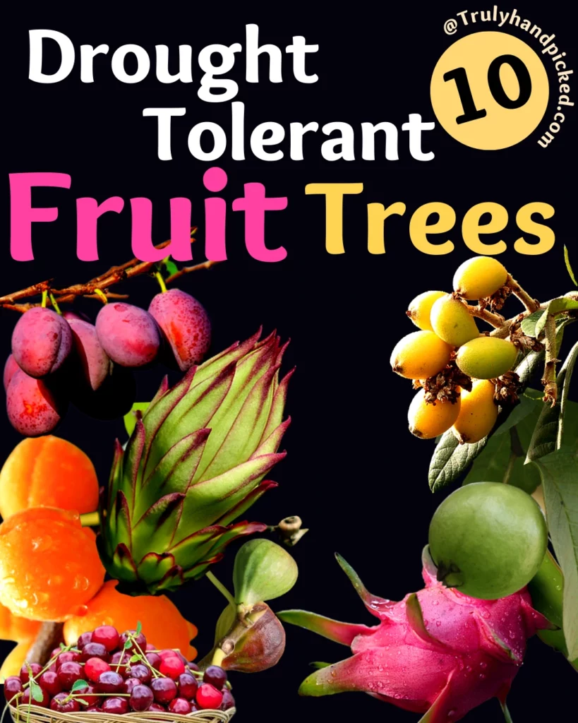 Best Drought Tolerant Fruiting Trees Less Water and Better Yields