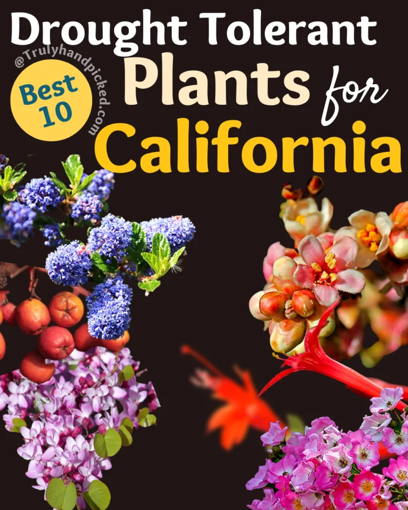 Best Drought Tolerant Plants for California Dry Weather Shrubs