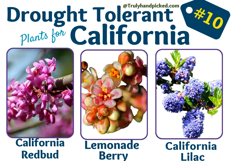 California Drought Tolerant Native Plants Lemonage Berry Lilac California Redbud Western