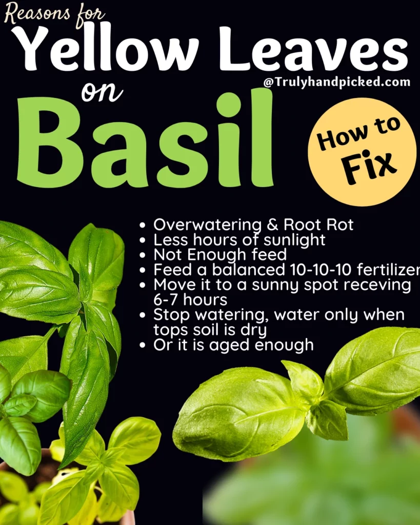 Causes for yellow leaves on my basil plant quick tips to save