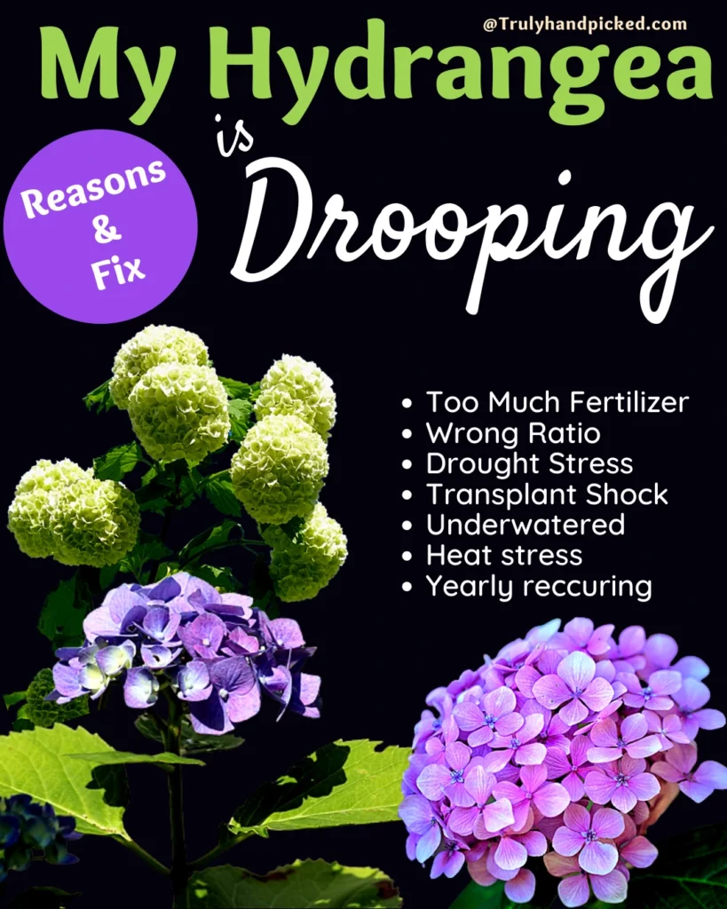 Dropping hydrangea reasons and how to fix solutions