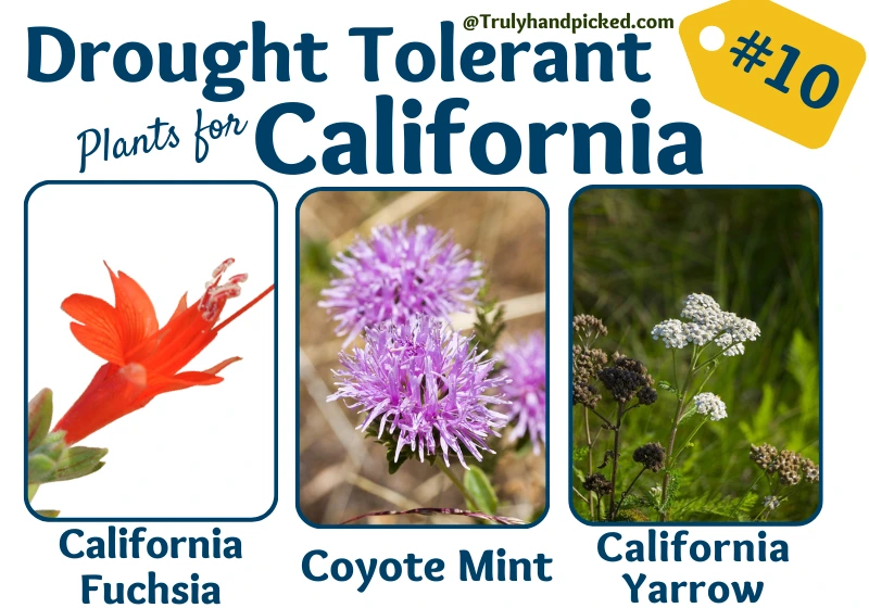 Drought Tolerant California Plants Yarrow Coyote Mint and Fuchsia